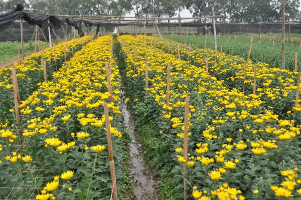 Tay Tuu flower village in Spring  - ảnh 4